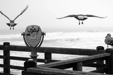 Wallpapers: Black And White Wallpapers