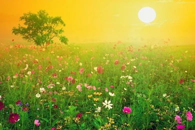 Amazing Nature Wallpapers   HD Wallpapers Lovely