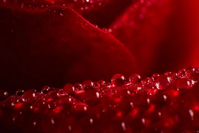 Wonderful Rose Wallpaper Rainy Drops Image Cool HD Picture.jpg