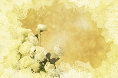 Yellow Roses On Yellow Backgrounds Wallpapers And Images ...