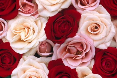 Rose Backgrounds Wallpapers   Wallpapers HD Wide