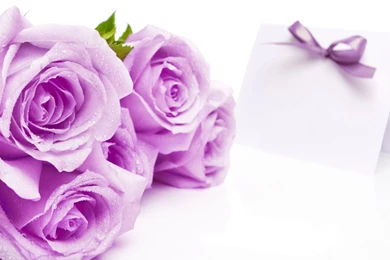 Lilac HD Wallpaper, Lilac Images Free, New Wallpapers