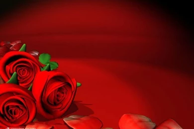 Amazing Red Roses Love Wallpapers And Backgrounds