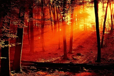 Forest Fire HD Wallpaper, Forest Fire Backgrounds