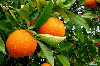 Orange Fruit HD Wallpaper.jpg