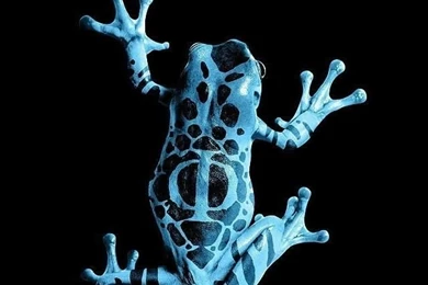 Frog iPhone 5 Wallpapers HD