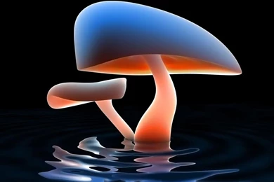 Desktop Wallpapers · Gallery · HD Notebook · Neon Mushrooms ...