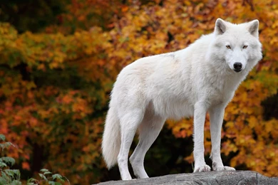 The Arctic Wolf   (