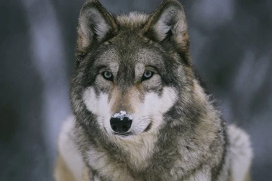 Wolf image
