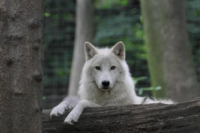 Beautiful Arctic Wolf 1228070 Wallpapers   (