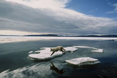 Arctic Wolf Leaping Photo, Canada Wallpapers   National Geographic ...