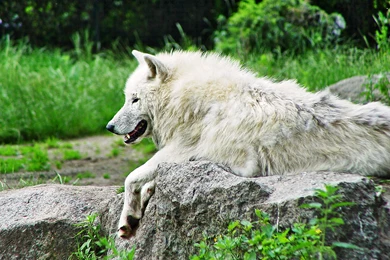 Hd arctic wolf photos.jpg