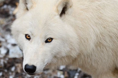 Wallpapers 1920x1080 Arctic Wolf 3 By WolfkART On DeviantArt