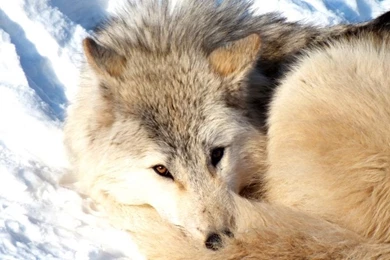 ARCTIC WOLF WALLPAPER 1280x720 By POLYVOX On DeviantArt