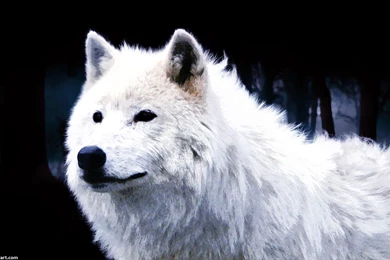 Arctic Wolf Wallpapers 2.0 By XHuskie On DeviantArt