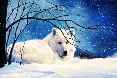 Arctic Wolf   (