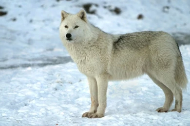 White wolf