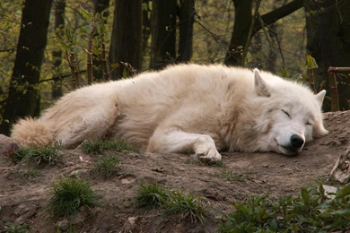 Arctic Wolf Dreaming >> HD Wallpaper, Get It Now!