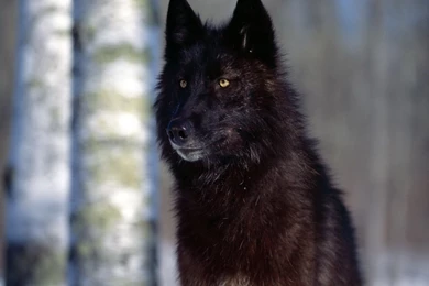 Ethiopian Wolf Images Wallpapers