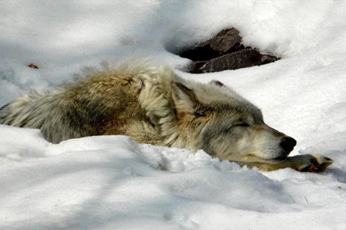 Cool Arctic Wolf >> HD Wallpaper, Get It Now!