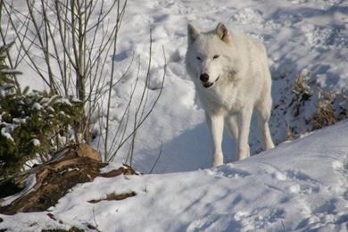 Animal Wallpapers Hd