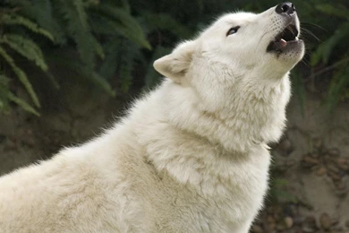Arctic Wolf Howl   (