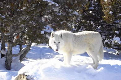 White Arctic Wolf 1440x900 Wallpapers,Arctic Wolf 1440x900 ...
