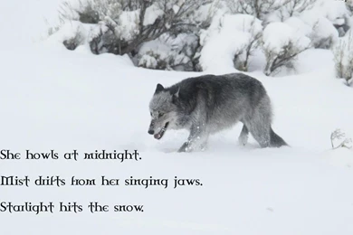 Wolf Wisdom Wallpapers   (