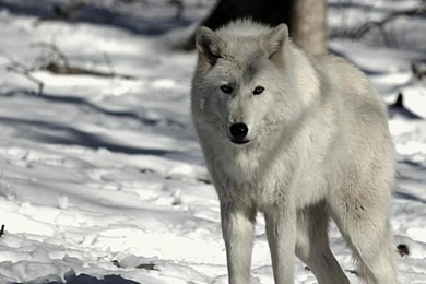 ARCTIC WOLF WALLPAPER   (