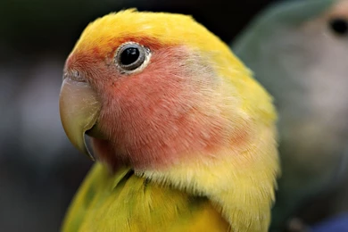 Full Hd Desktop Wallpapers 1920X1080   1439870