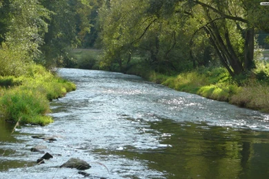 YouWall Green Forest River Wallpapers Wallpaper,wallpapers,free ...