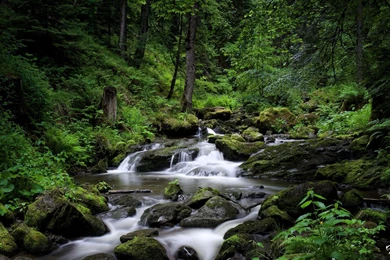 1920x1200px Forest River HD Wallpapers