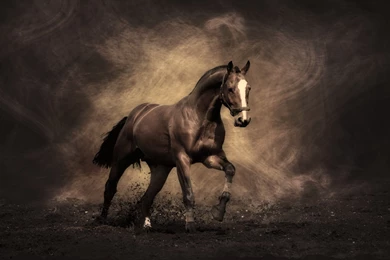 Horses Wallpapers   Wallpapers Cave