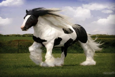 Horse Usmc Marines Recon Marine Corps Horses Desktop Backgrounds ...