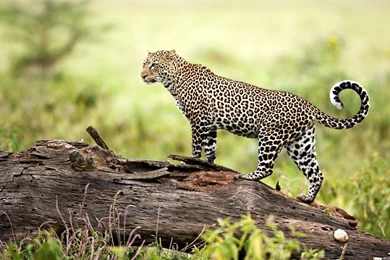 Leopard Wildlife Wallpapers