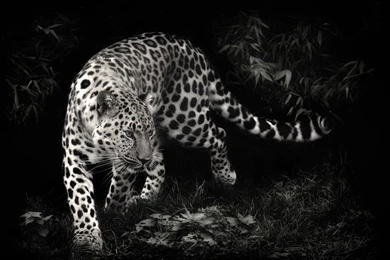 611 Leopard HD Wallpapers