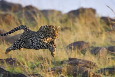 Download Wallpapers 1920x1080 Leopard, Grass, Run, Jump, Shoot Full ...