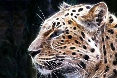 Gallery For   Animal 3d Wallpapers Hd