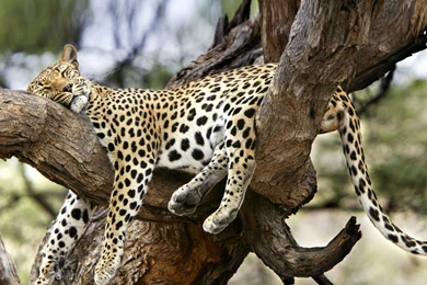 Leopard Wallpapers, Beautiful Leopards HD Wallpapers Download Free ...