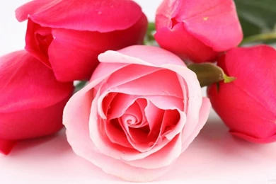 Beautiful Rose Wallpapers Free Download   Wallpapers HD Wide