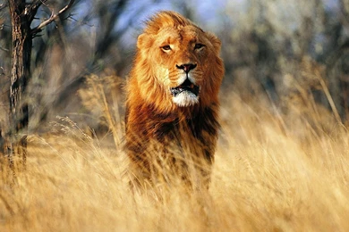 Great Nature Wallpaper: Hd Desktop Wallpapers Lion