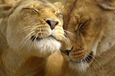 Images Of Lion   Desktop Backgrounds