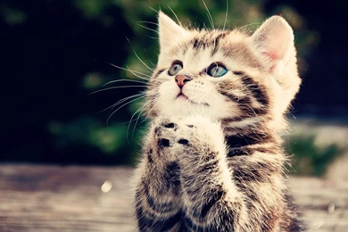 1920x1080px Animal Wallpapers Hd Kitten Rest