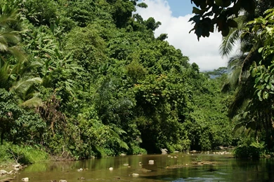 Dual Monitor Background: Tropical Nature, River, Jungle Vegetation