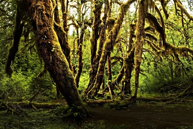 Jungle Computer Wallpapers, Desktop Backgrounds