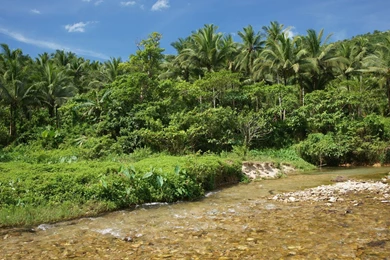 Jungle river nature dsc04048.jpg
