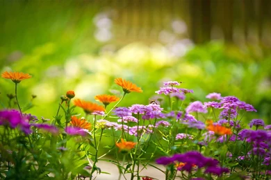 Desktop nature wallpaper hd free download.jpg