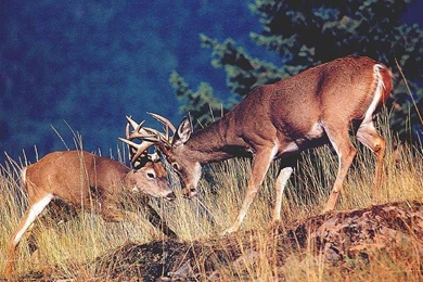 Monster Whitetail Deer Buck   Wallpaper.