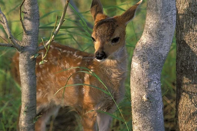 Deer Wallpapers For Desktop Backgrounds In HD