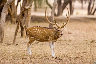 Deer Hd Wallpapers Desktop